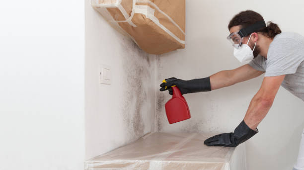 Professional Crawl Space Mold Removal technician working in Allston, MA